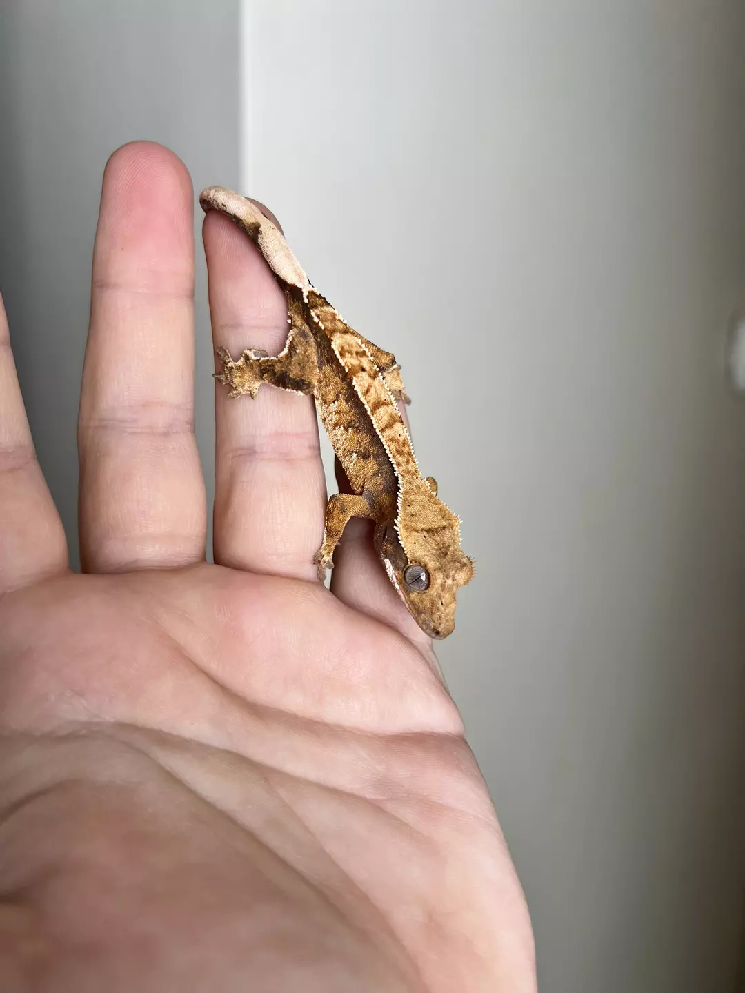 MCJ1: No Pores Seen: Tricolor Harlequin: 5 grams thumbnail