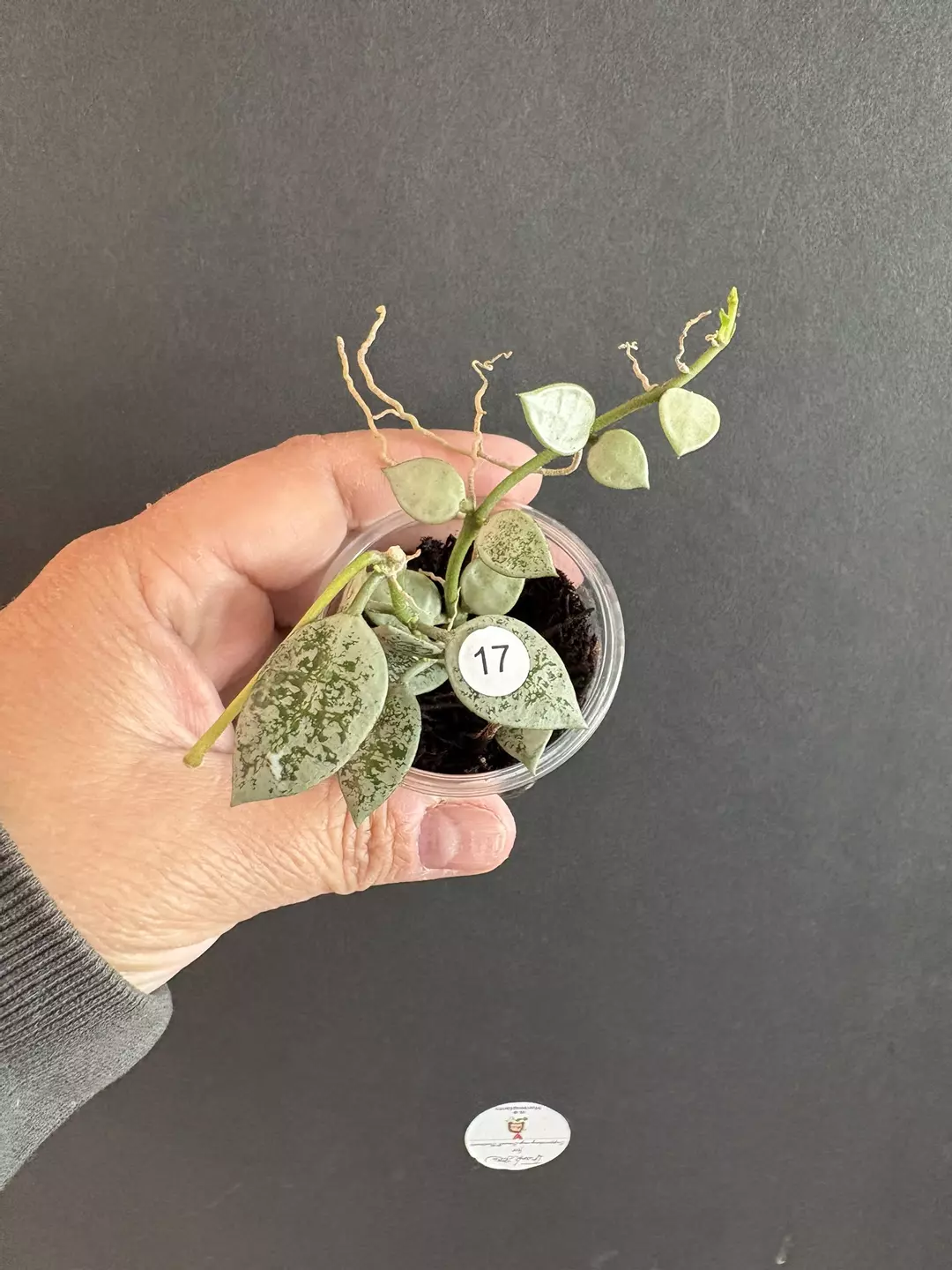 Lacunosa Leopard skin with peduncle thumbnail