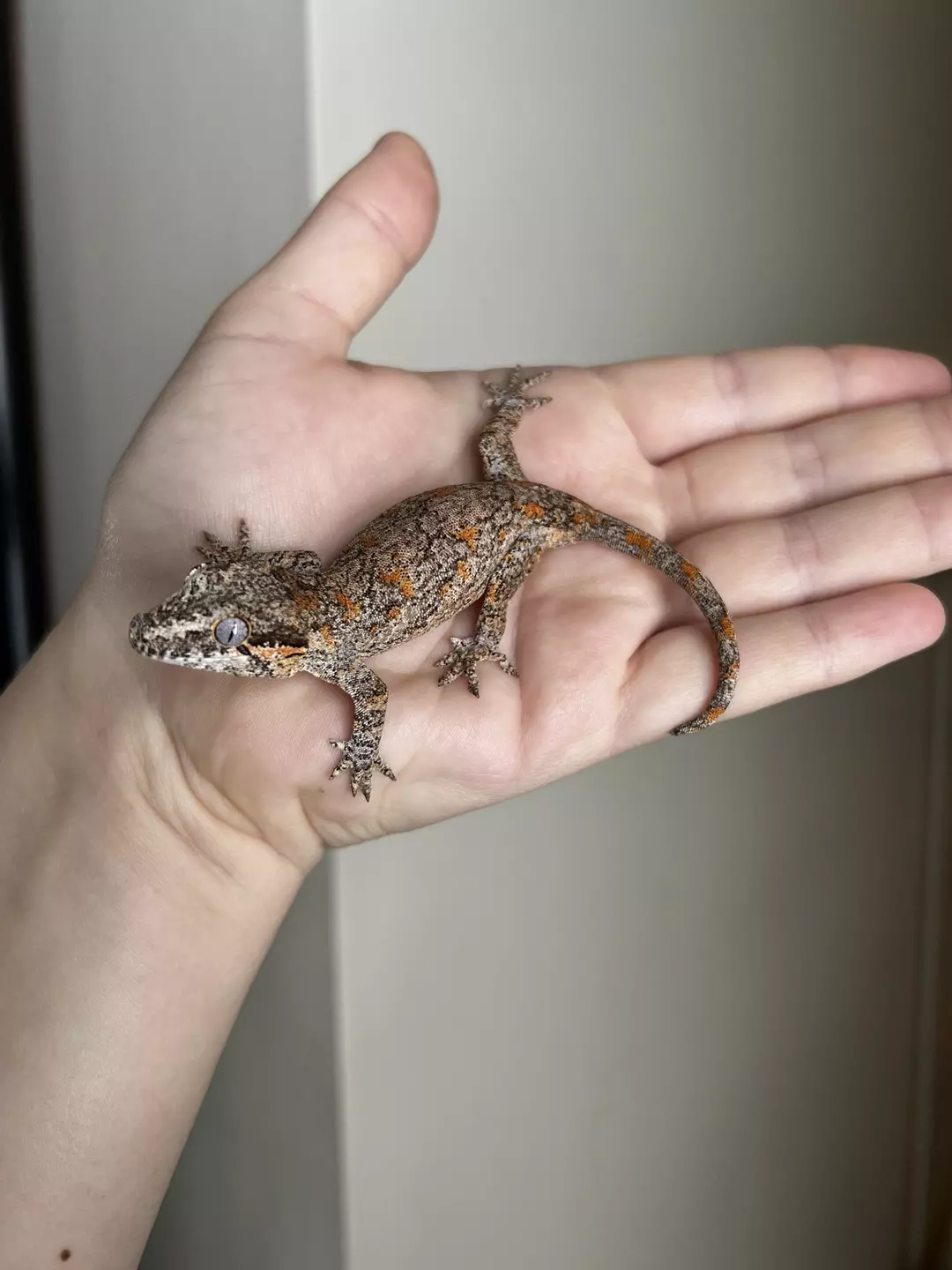 PF1: Orange Blotch: 11 grams: NPS thumbnail