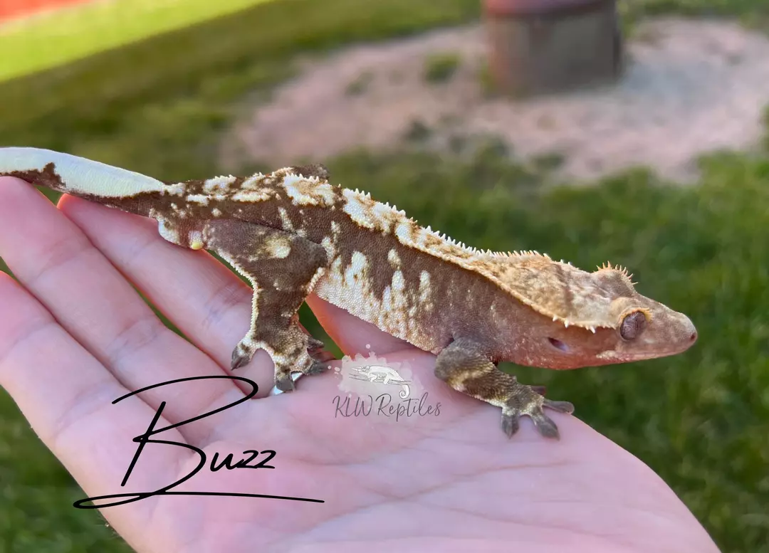 Buzz: Proven Male: 50 grams thumbnail