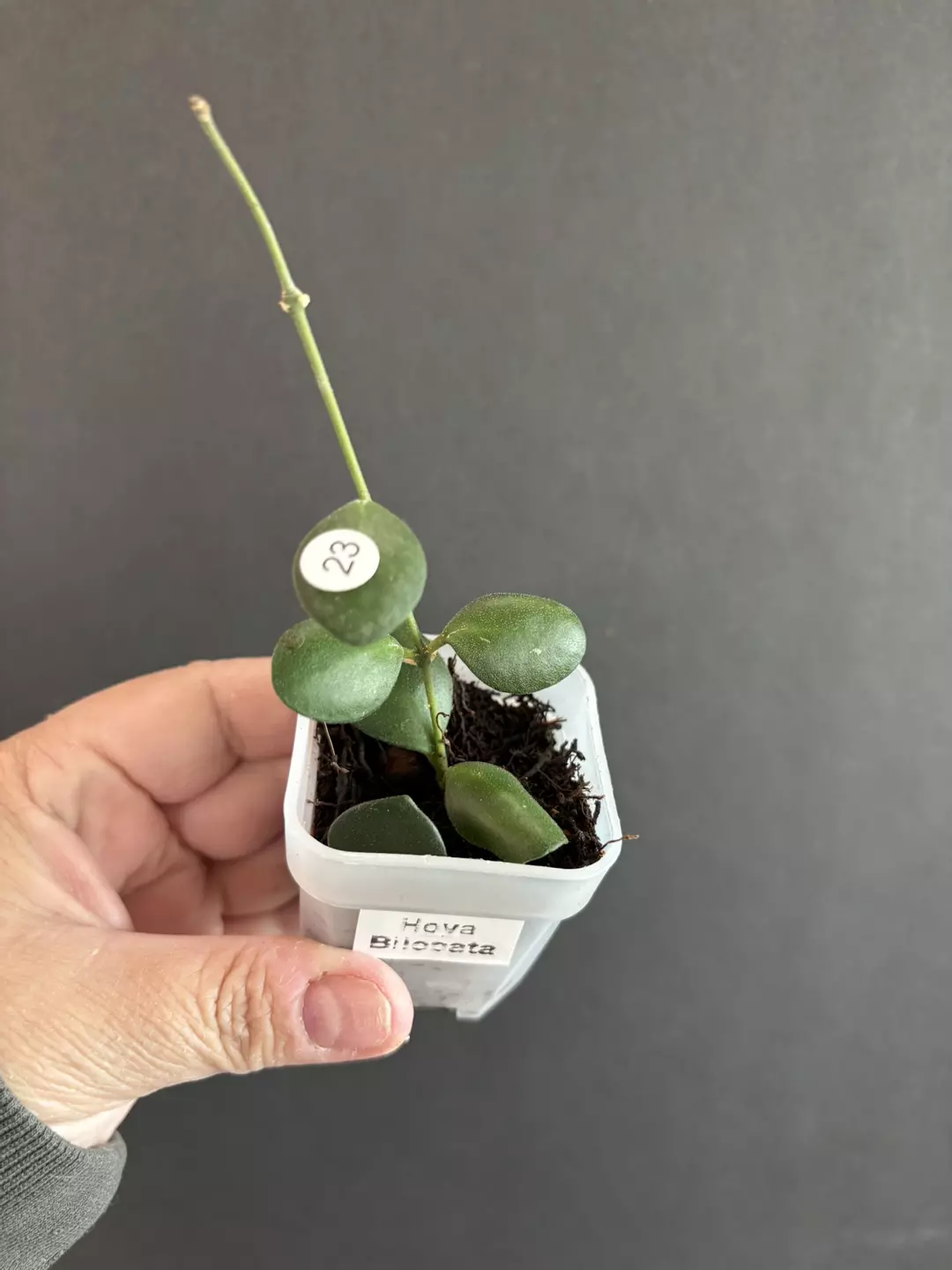 Hoya Bilobata thumbnail