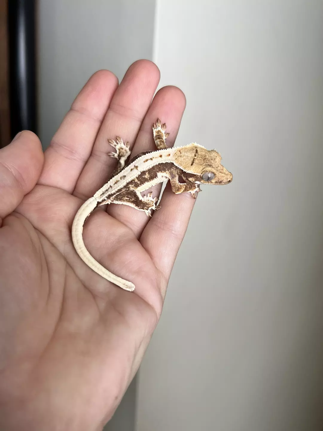 PG6: Lilly White: No Pores Seen: 5 grams thumbnail