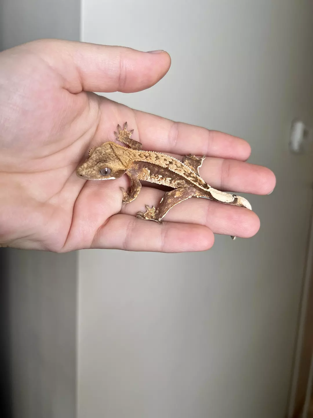 SO2: Possible Pores Seen: 6 grams thumbnail