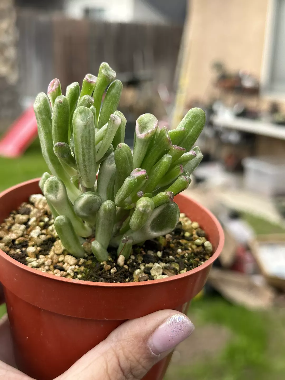 Variegated Gollum Jade “Shrek Ears” thumbnail
