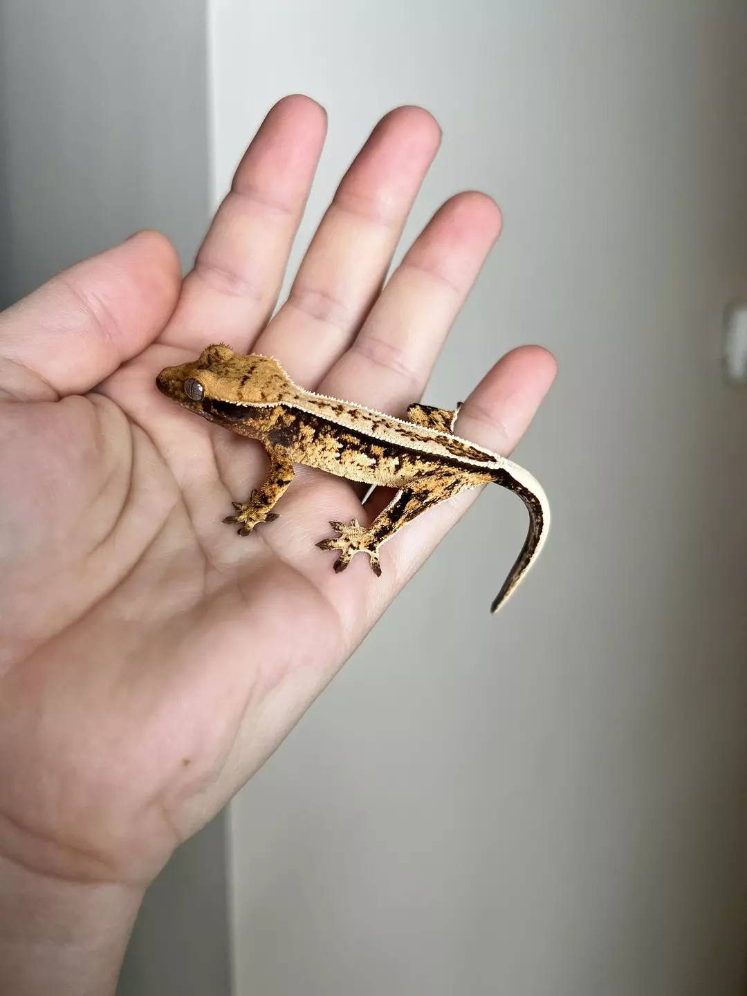 PC8: Tricolor Harlequin: 6 grams: No Pores Seen thumbnail