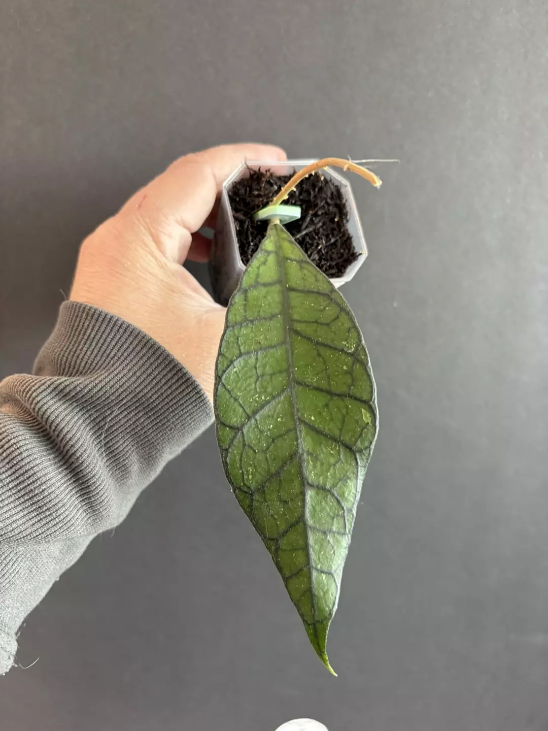 Hoya Kalteng Kalimantan thumbnail