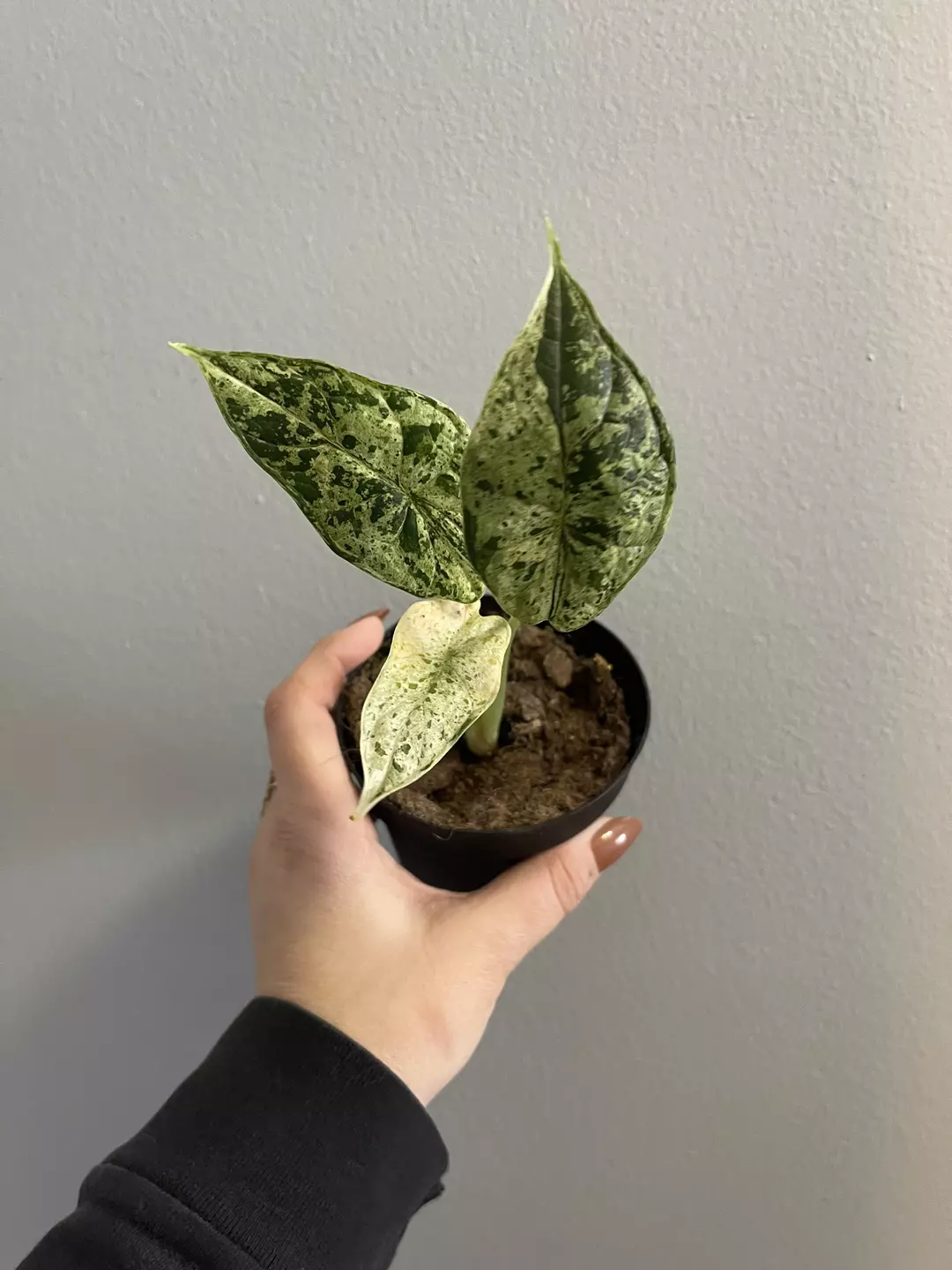 Alocasia Dragon Scale Mint thumbnail