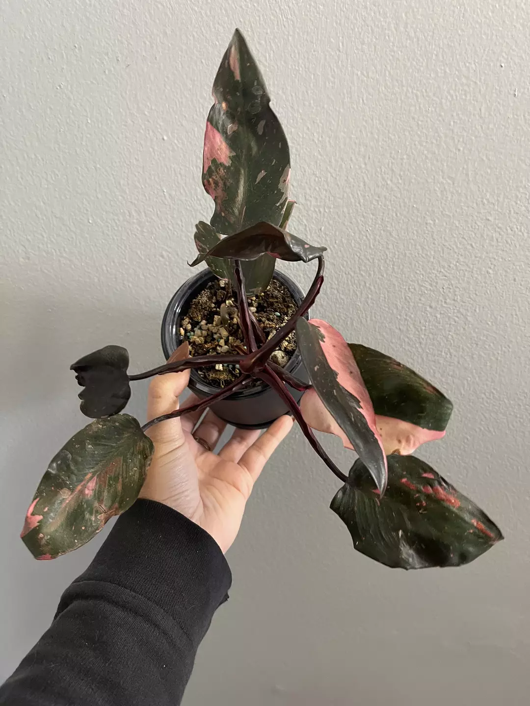 Philodendron Black Cherry Pink Princess thumbnail