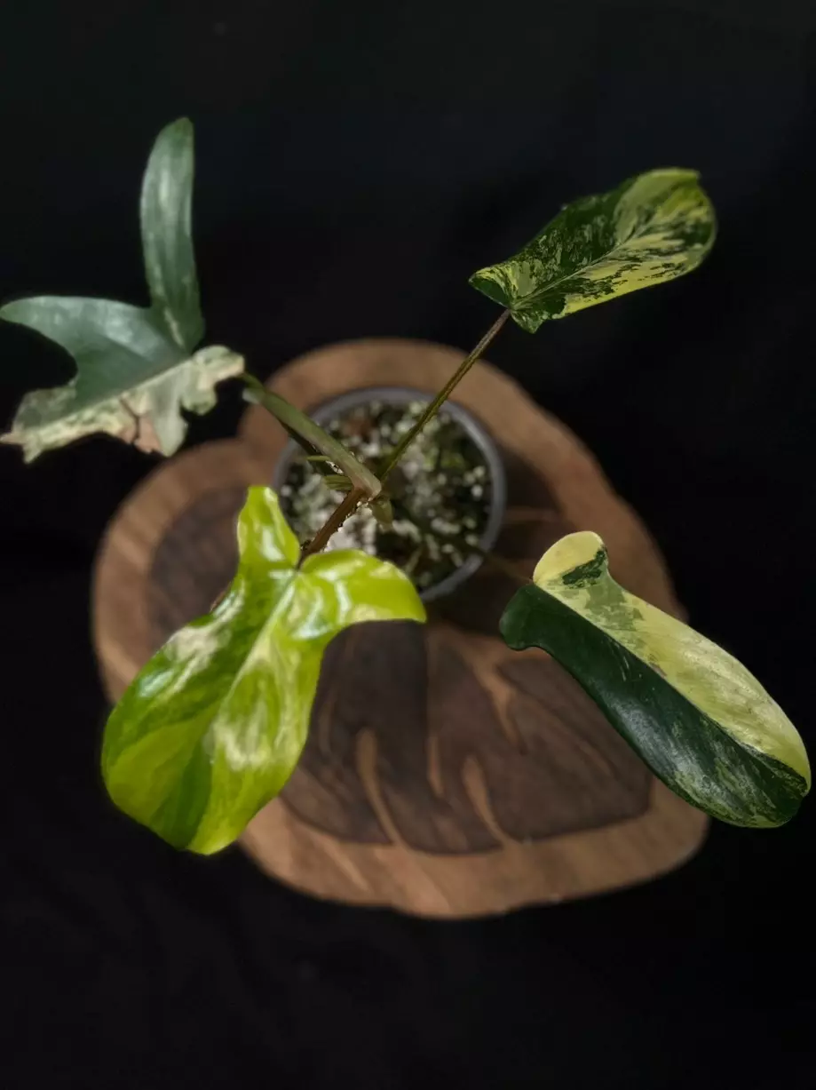 Philodendron Fl Beauty  thumbnail