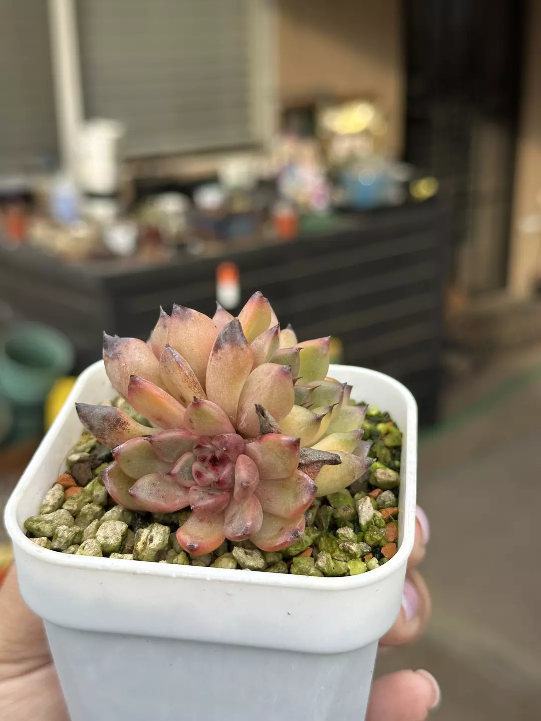 Import triple head no id thumbnail