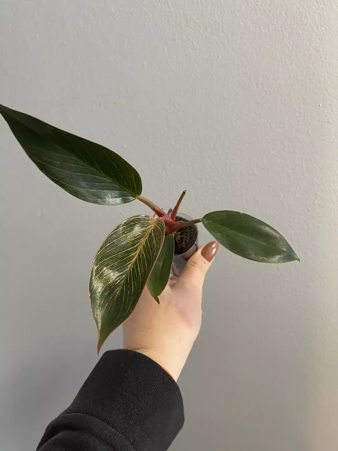 Philodendron Pink Birkin thumbnail