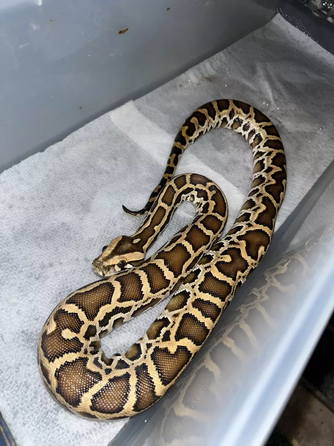 Normal male 100% het champagne albino poss green granite thumbnail