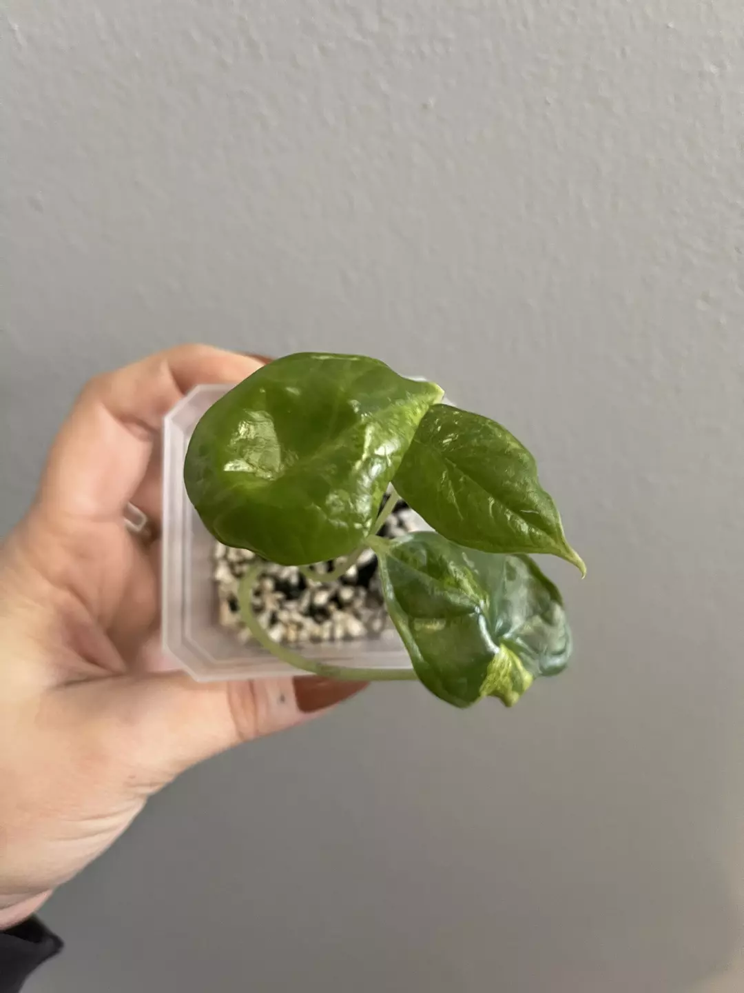 Alocasia Dragon Scale Aurea thumbnail