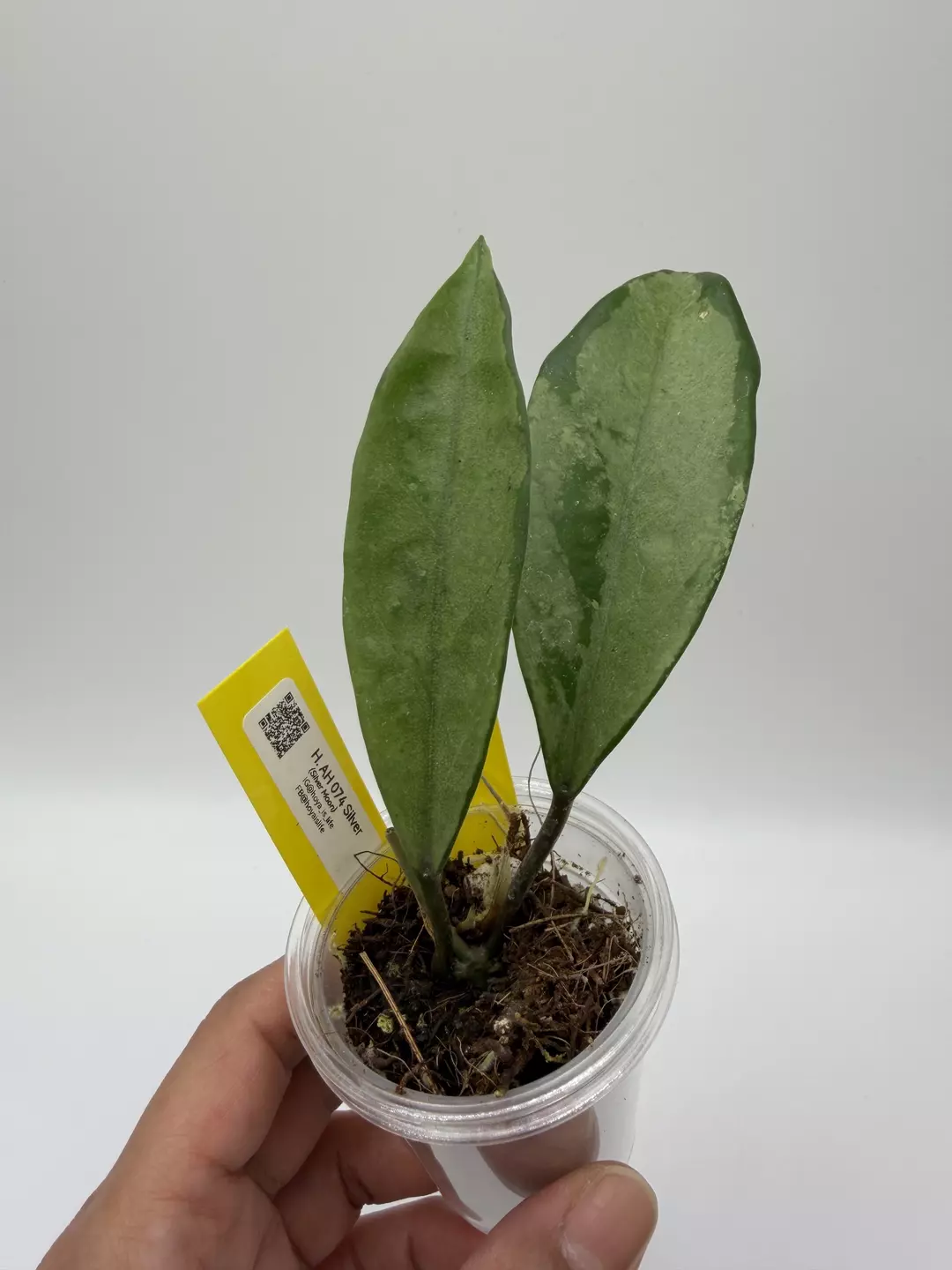 AH074 silver thumbnail