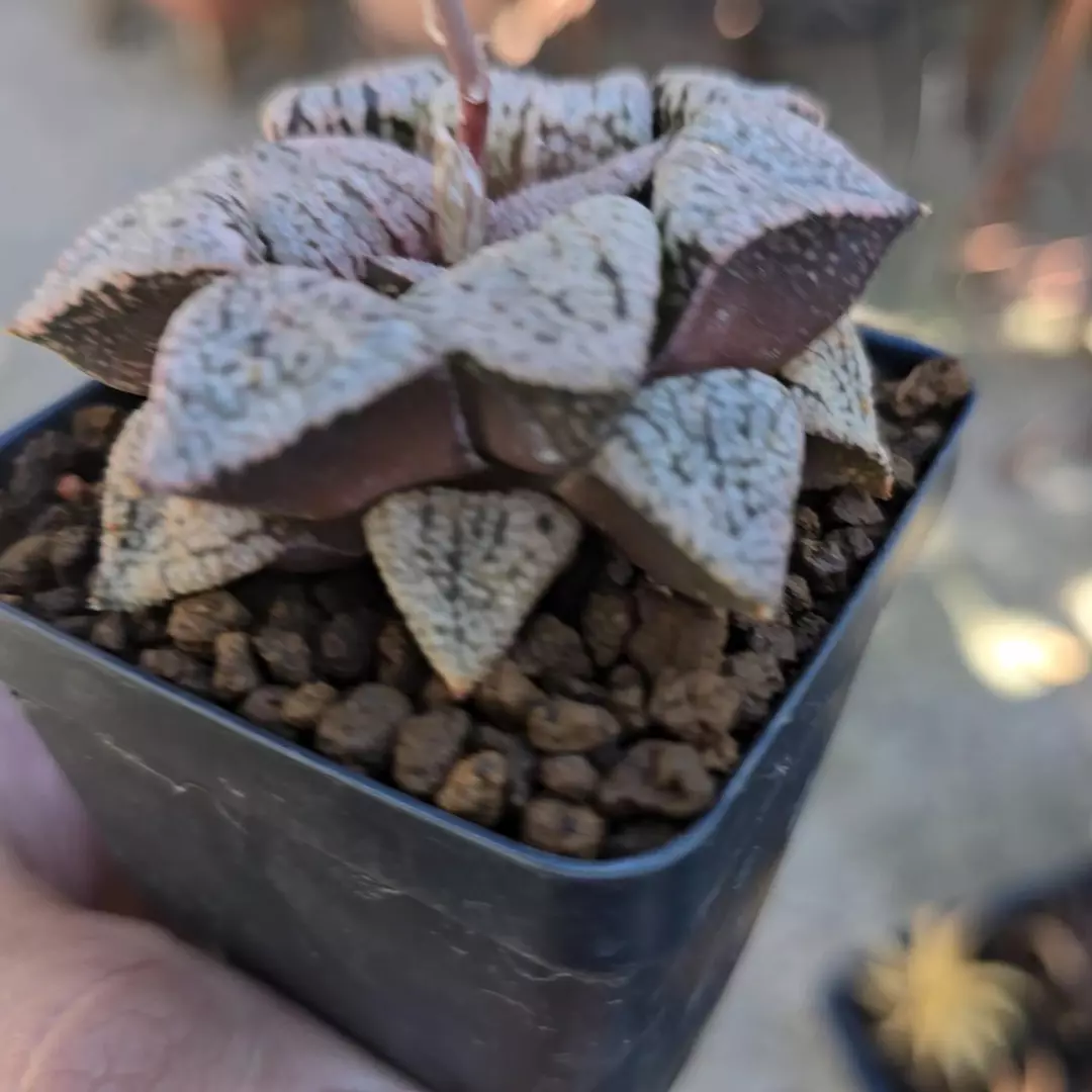 Haworthia SP 2.25 in Pot FRESHLY IMPORTED thumbnail