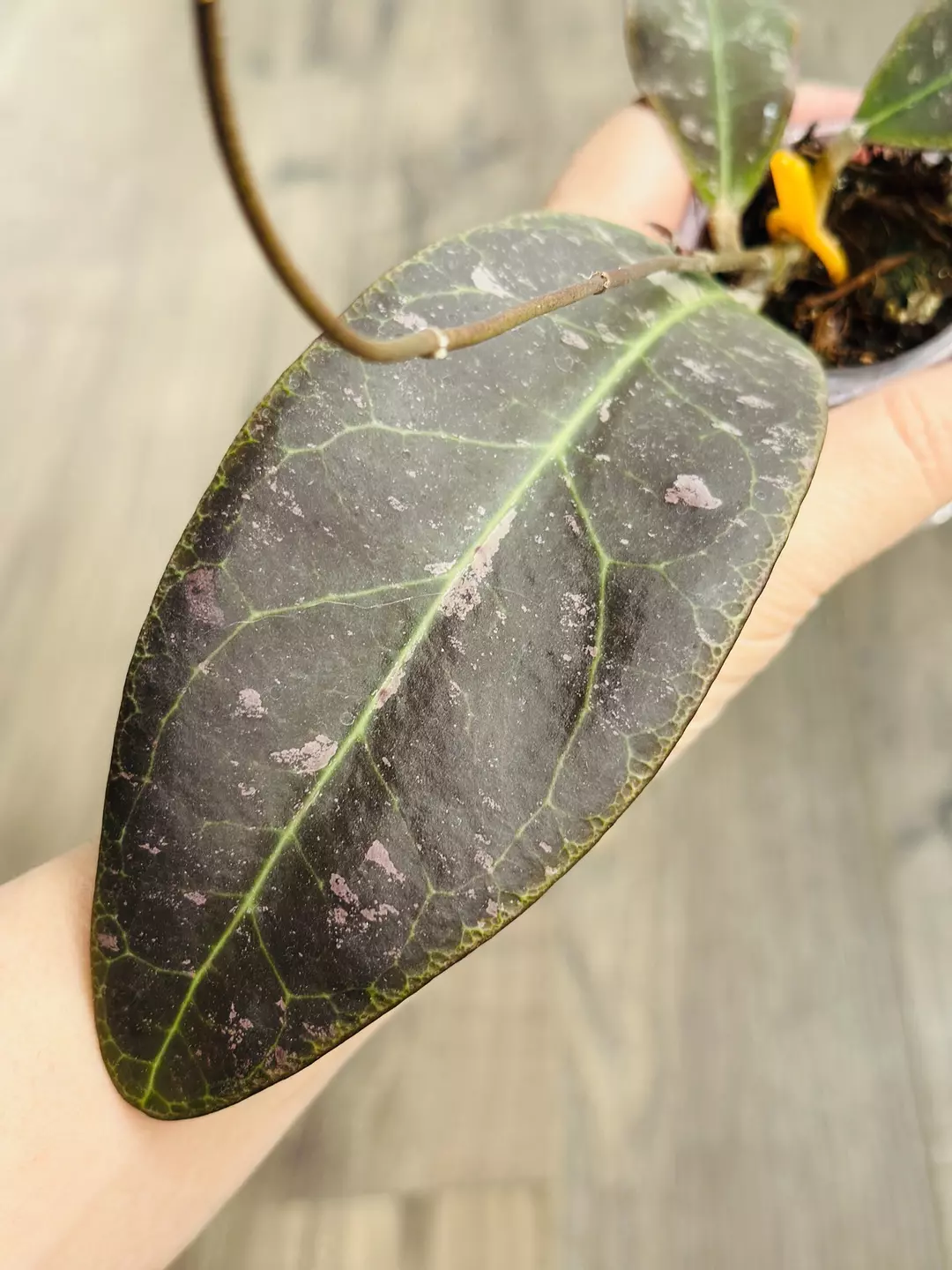 Hoya Rintzii Borneo thumbnail