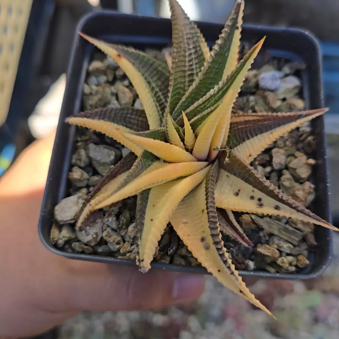 Haworthia Limifolia Variegated 3.25 in pot with Black Dots thumbnail
