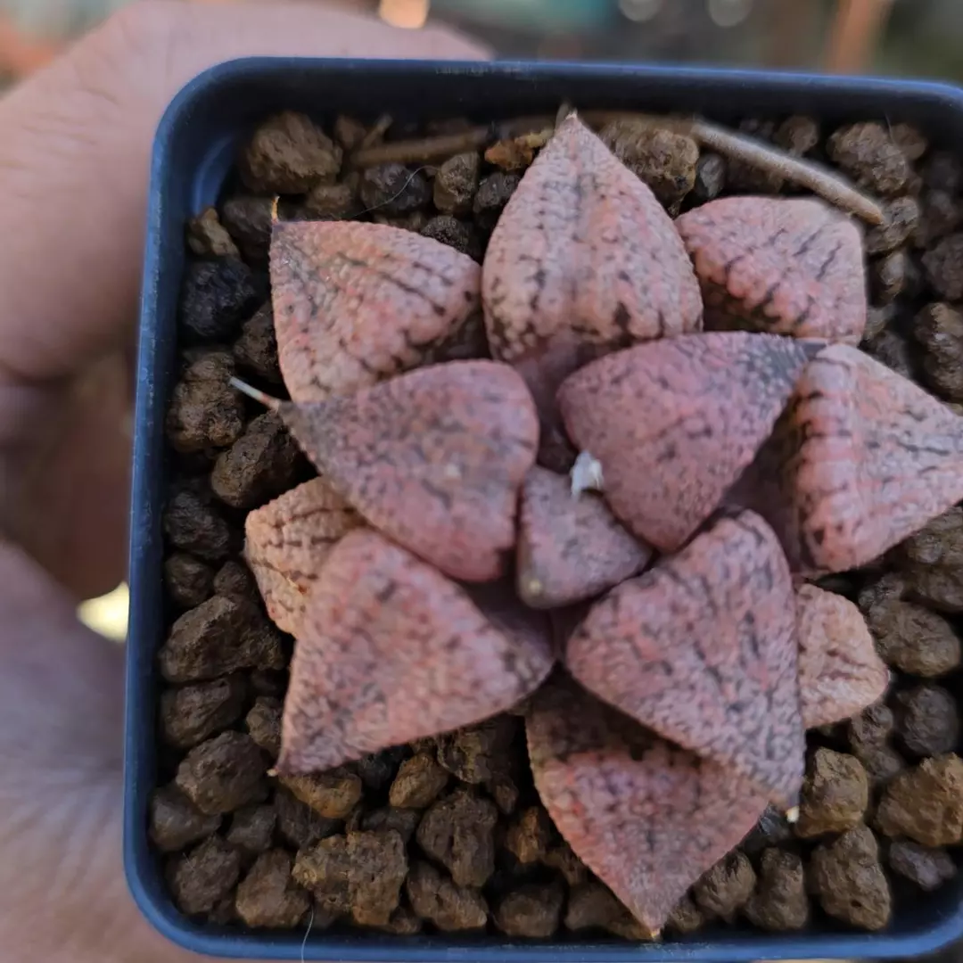 Haworthia SP 2.25 in Pot FRESHLY IMPORTED thumbnail