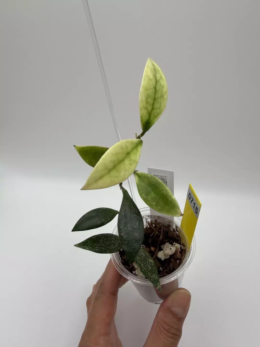 Sp. Cianjur thumbnail