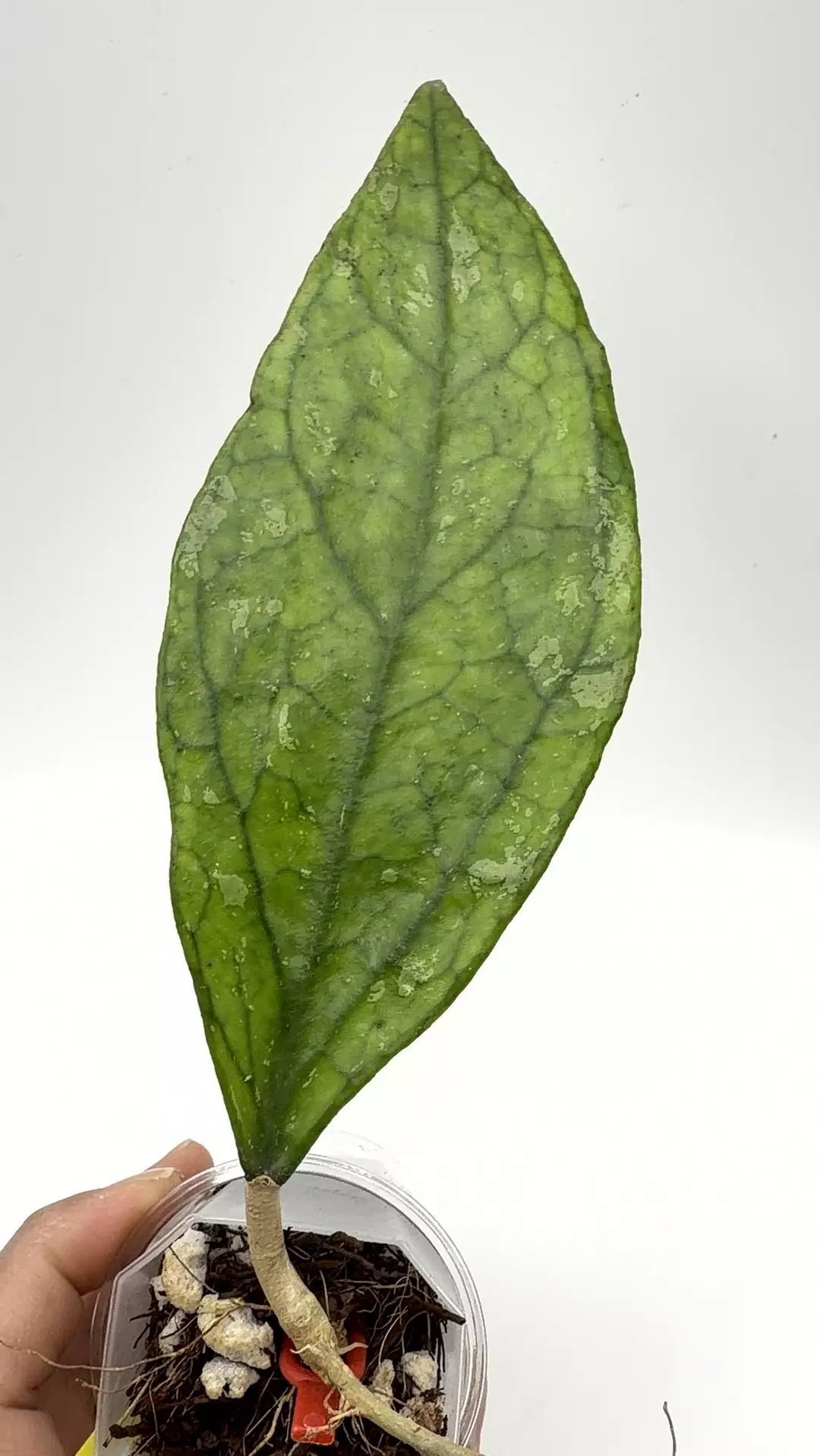 Sp. Germany thumbnail