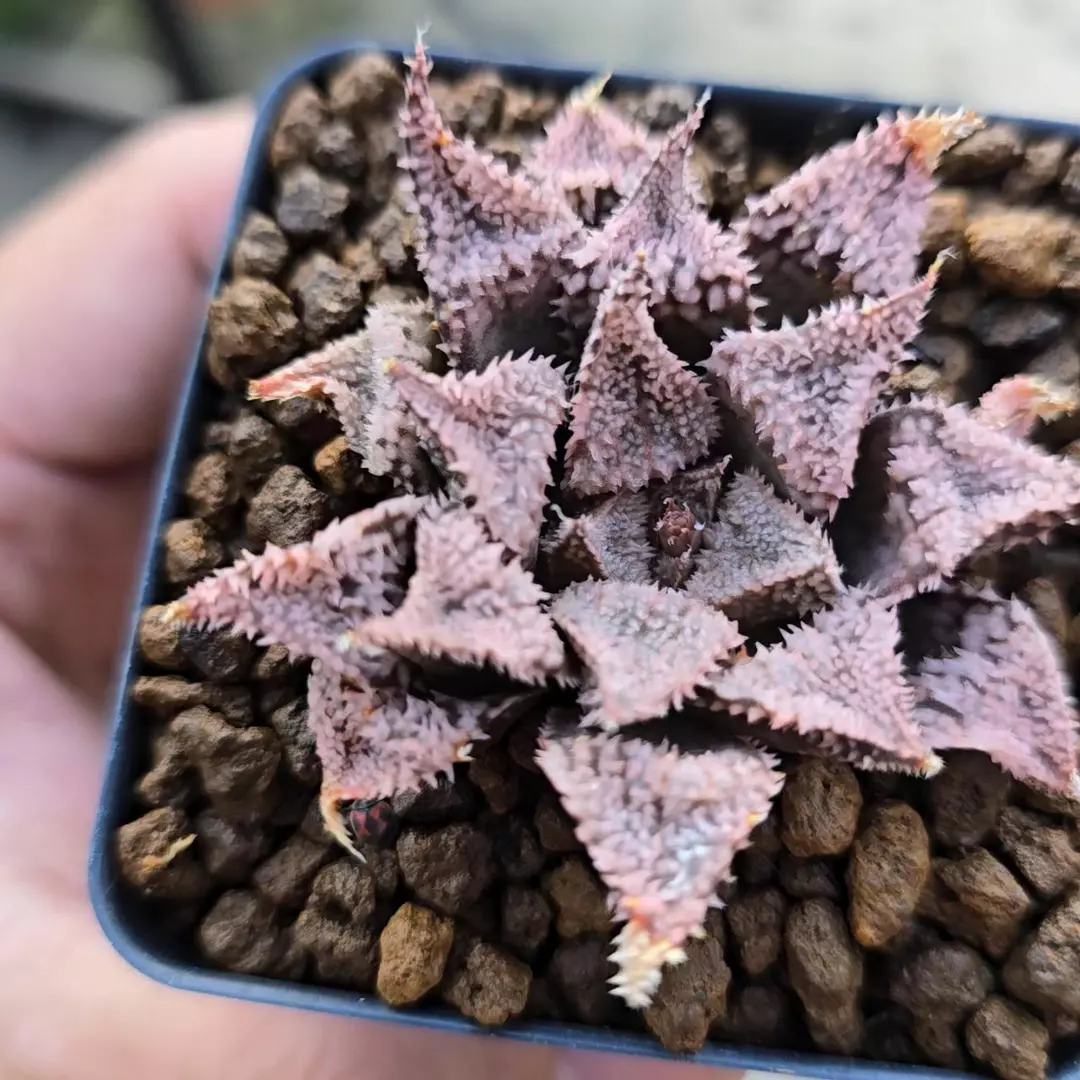 Haworthia SP 2.25 in Pot FRESHLY IMPORTED thumbnail