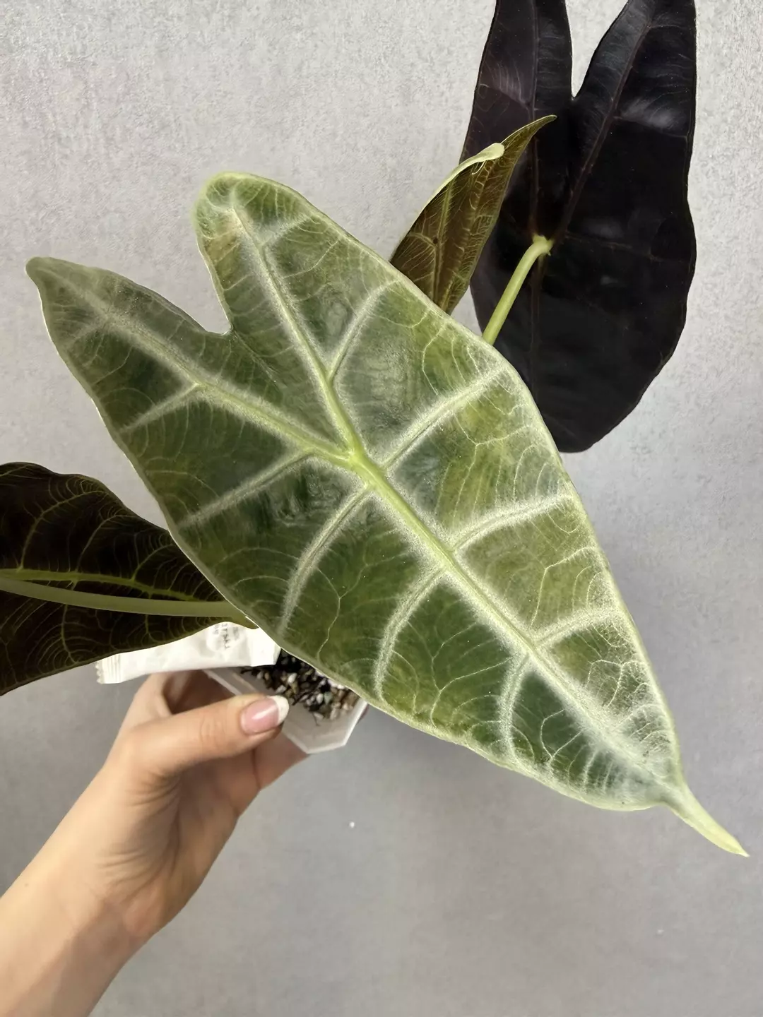 CORM- Alocasia Longiloba Lightning Aurea/Green on Green thumbnail