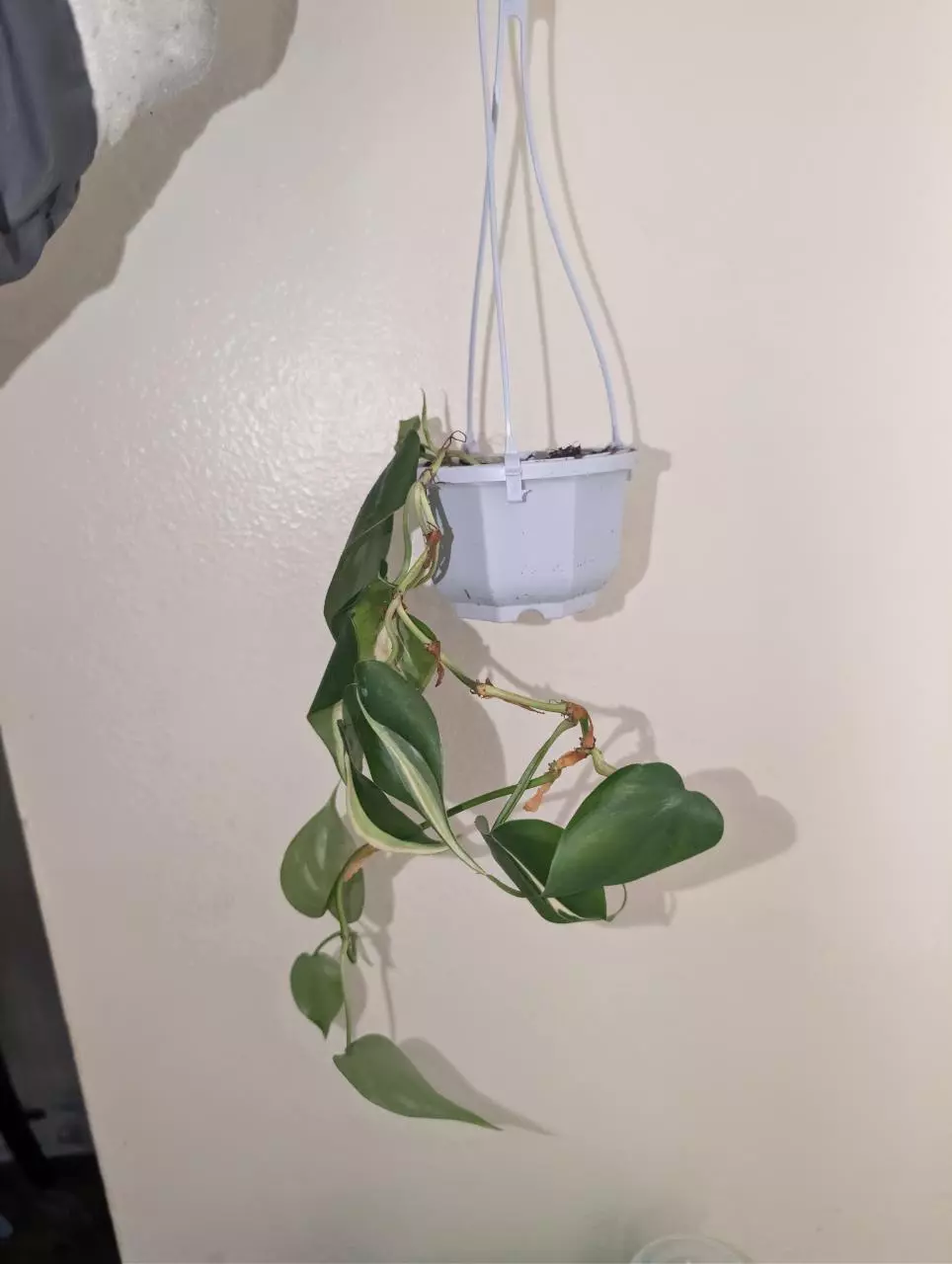 Philodendron Brasil in mini hanging pot thumbnail