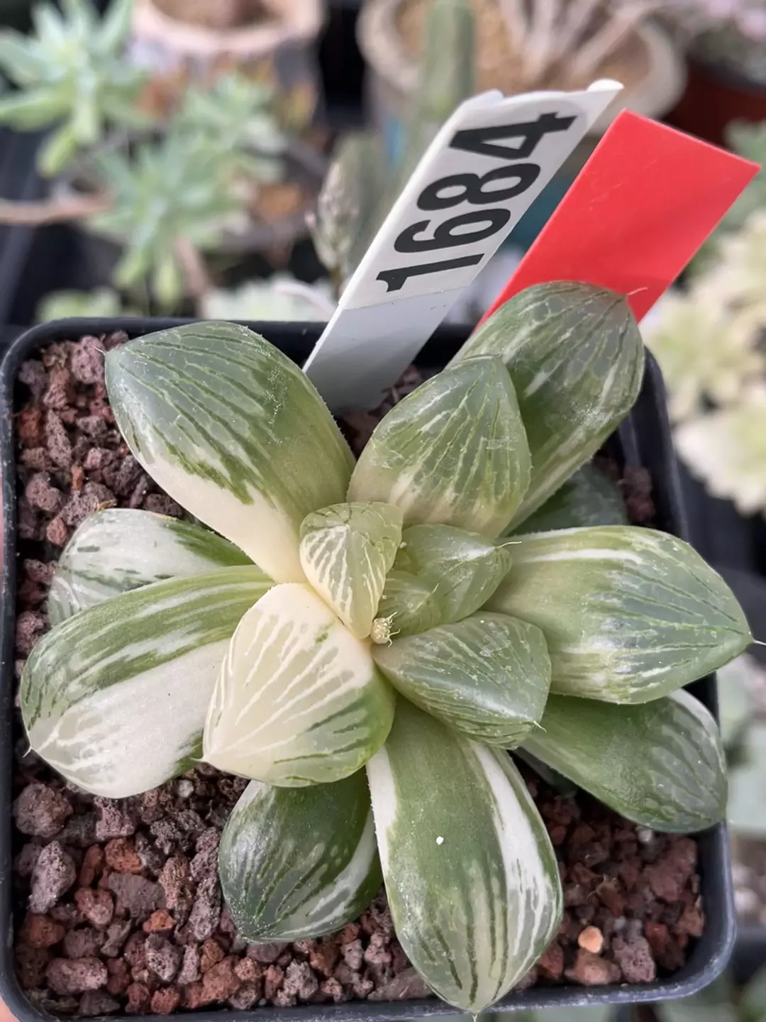 Haworthia variegated 1682 thumbnail