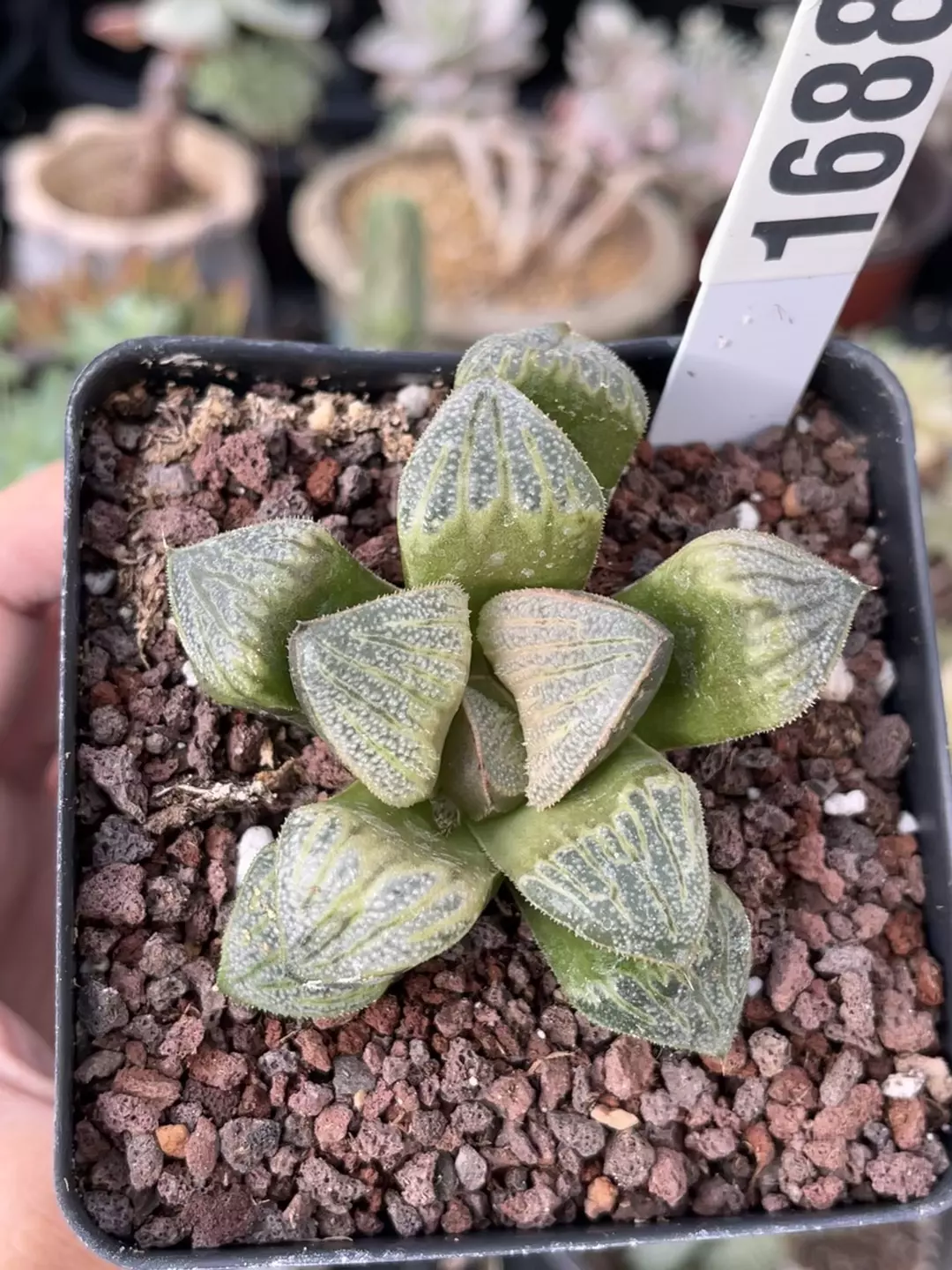 Rare Succulents, Haworthia Splendens Aries 1688 thumbnail