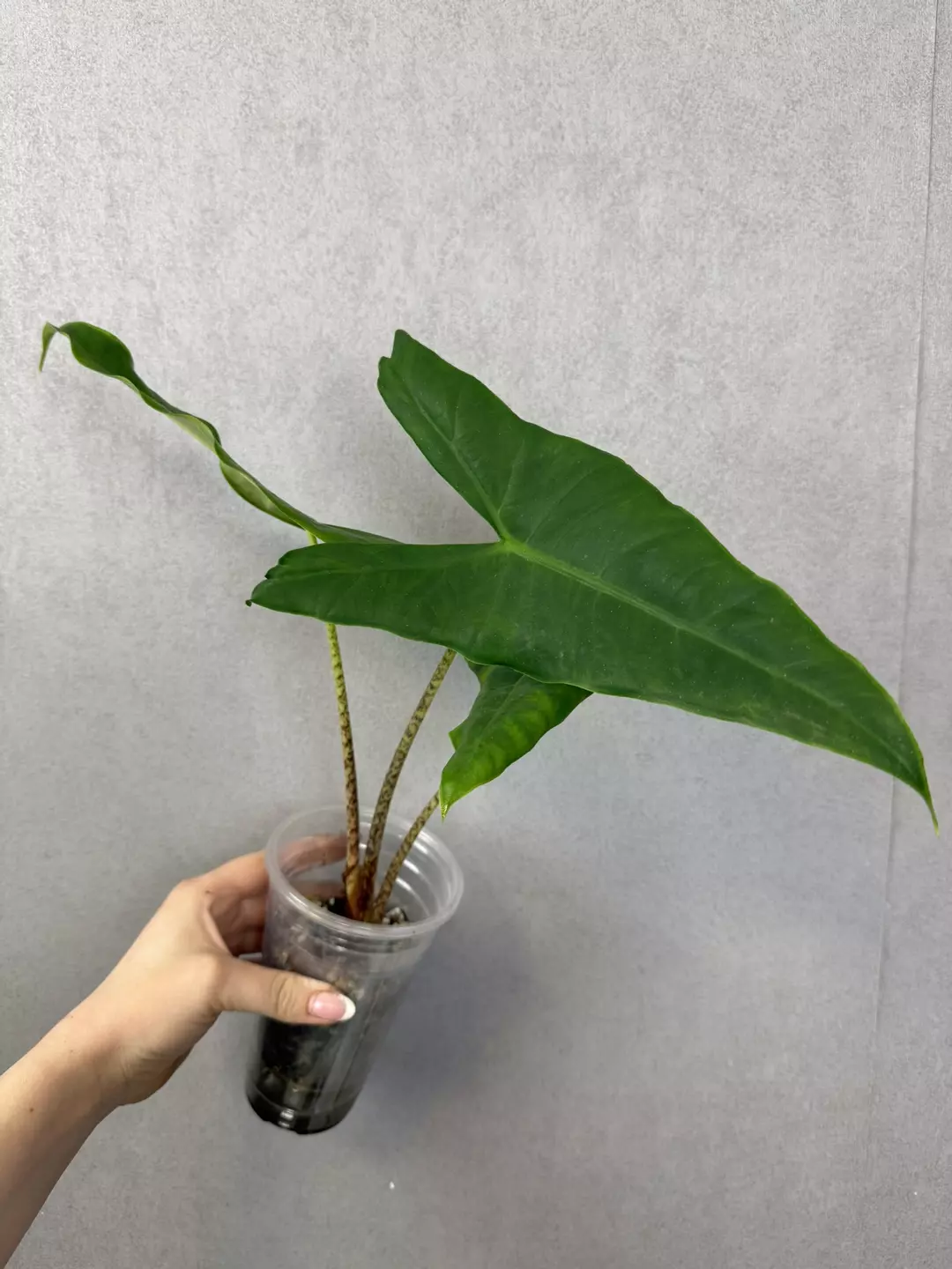 Alocasia Sulawesi Green Carpet thumbnail