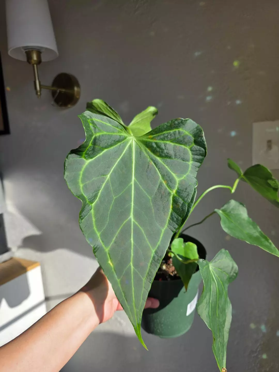 Anthurium delta force thumbnail