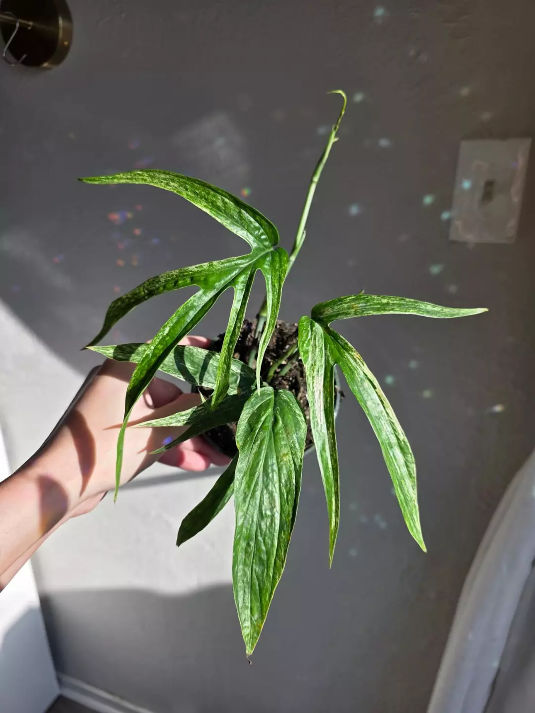 Amydrium zippelianum variegated thumbnail