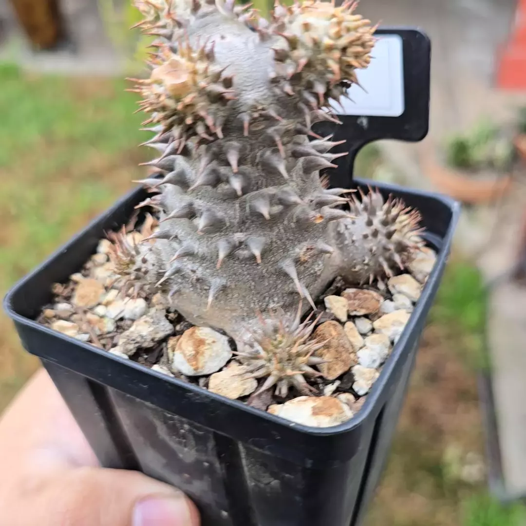 Pachypodium Brevicaule x Densiflorum  thumbnail