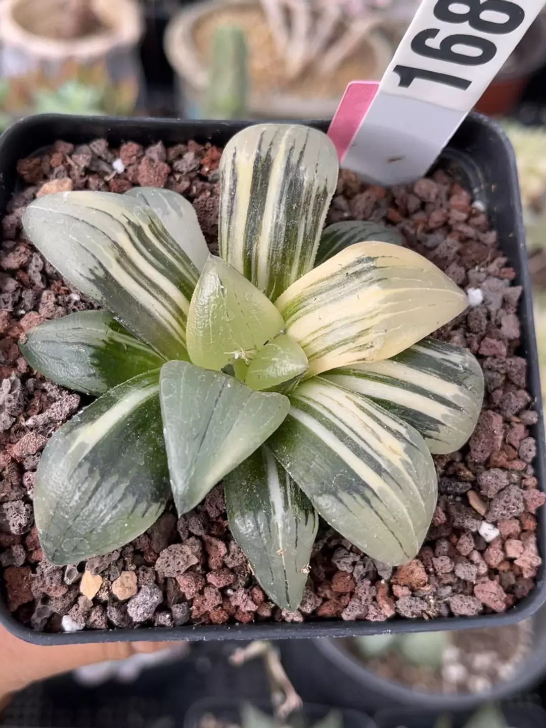 Haworthia variegated 1689 thumbnail