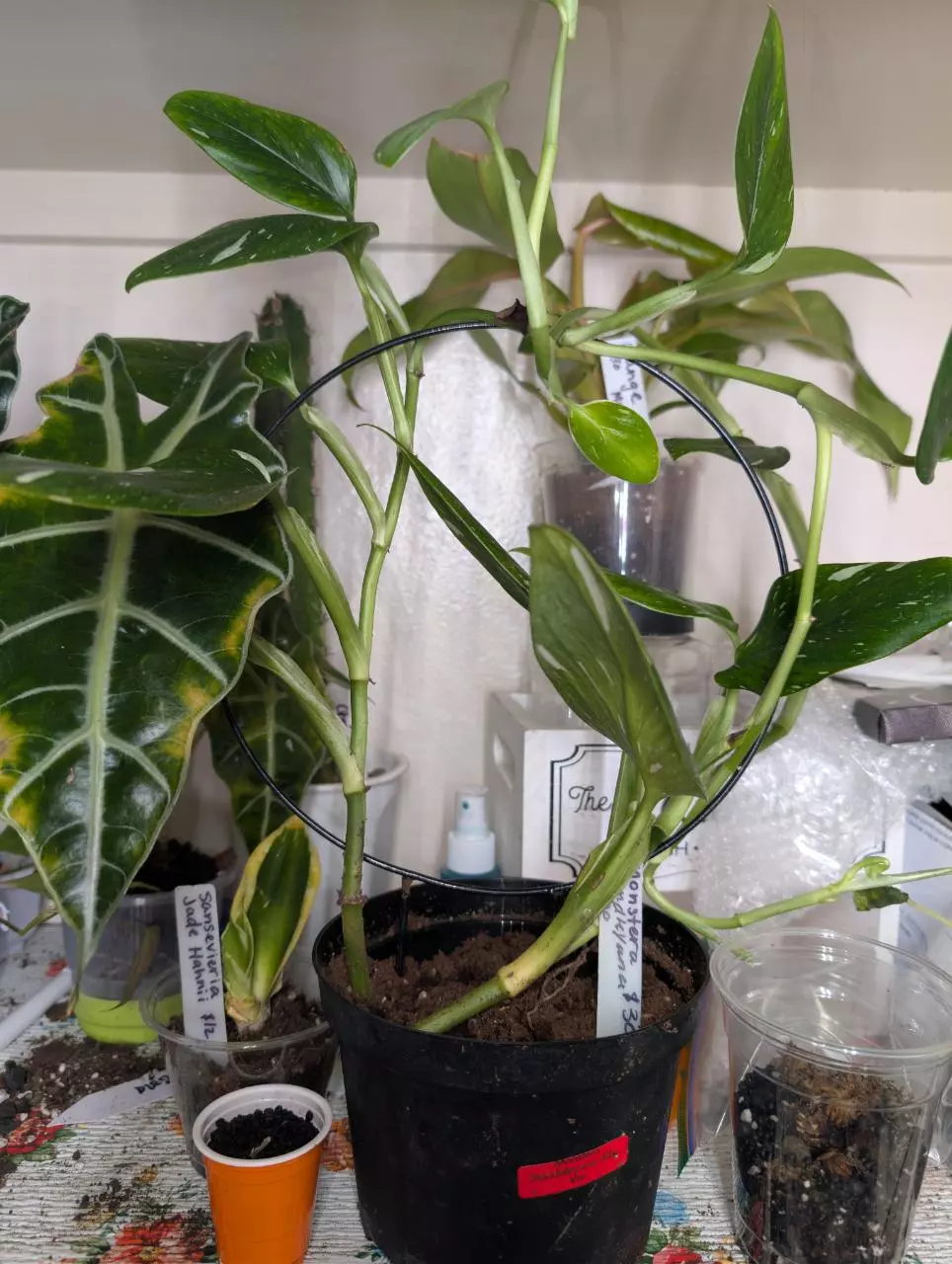 Monstera standleyana albo 6" thumbnail