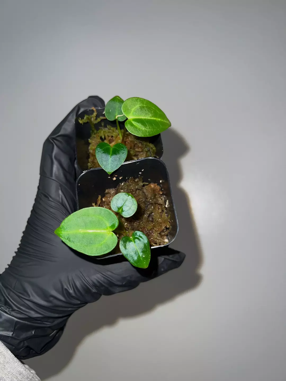 GC- dark crystal x Carla WU1 seedling thumbnail