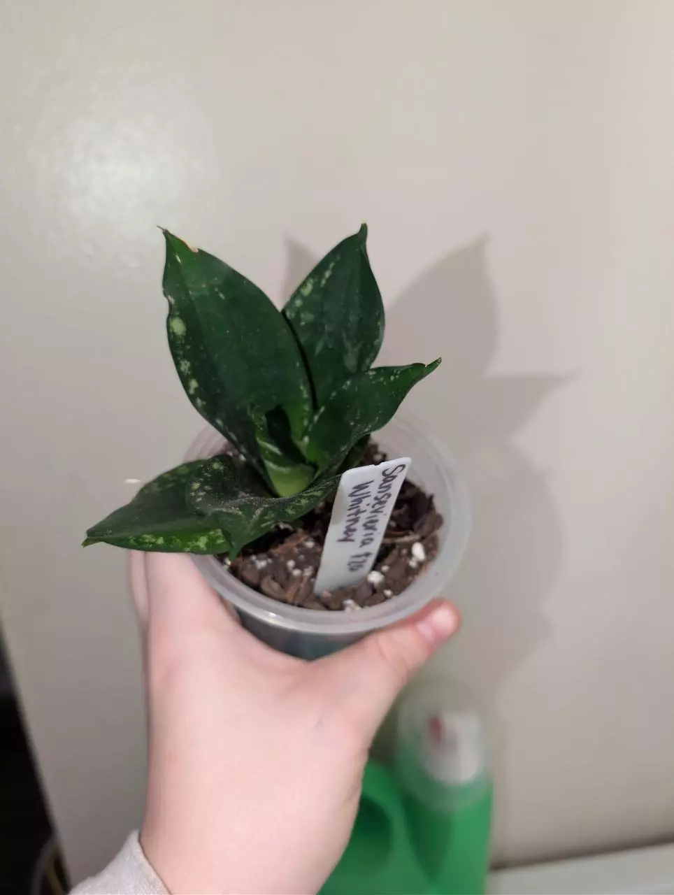 Sansevieria Whitney thumbnail
