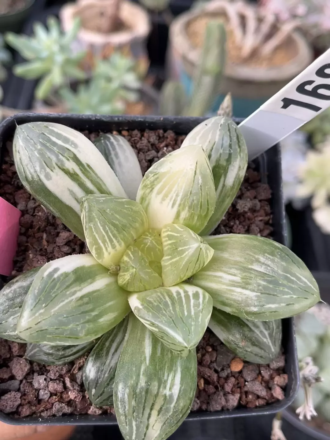 Haworthia variegated 1685 thumbnail