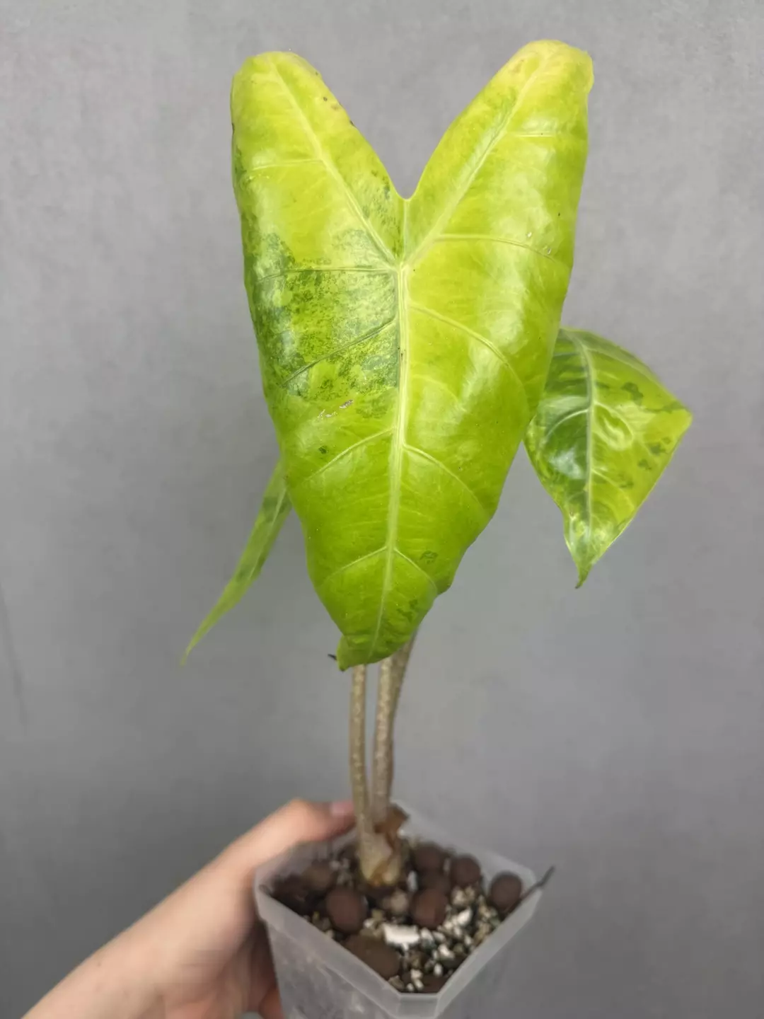 Alocasia Longiloba Lemon Lime thumbnail