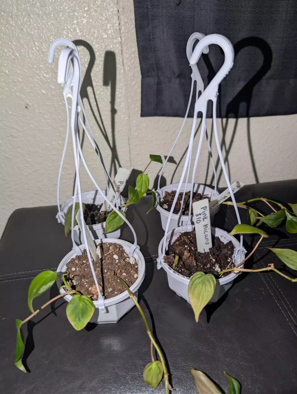 Rooted pink micans with mini hanging pot thumbnail