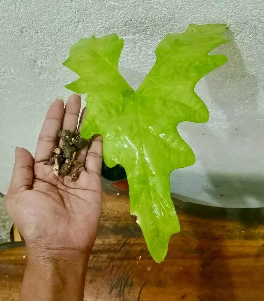 BATWING GOLDEN MINT- ALOCASIA CORM thumbnail