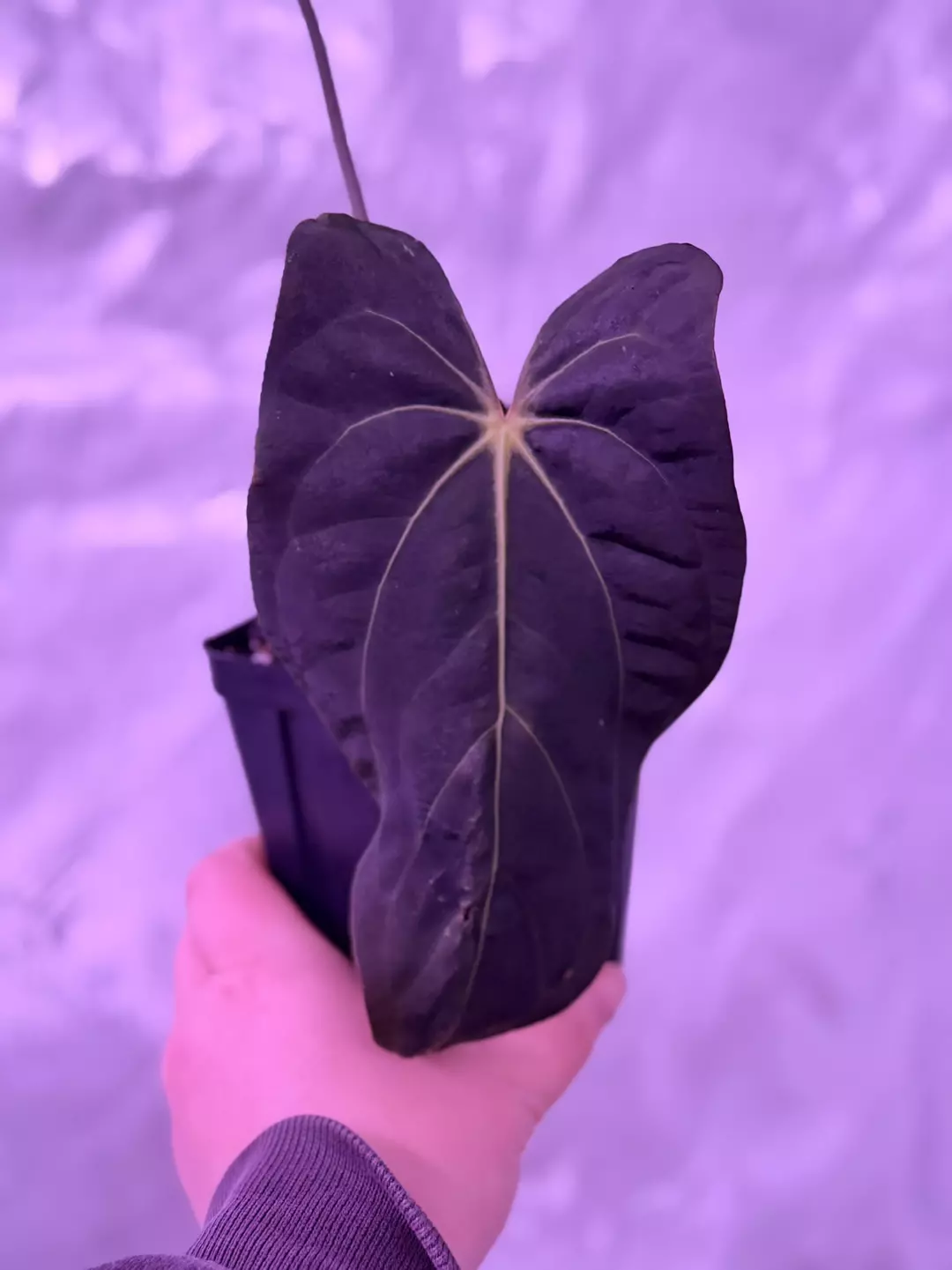 RG Port x Carla *Flowering* thumbnail