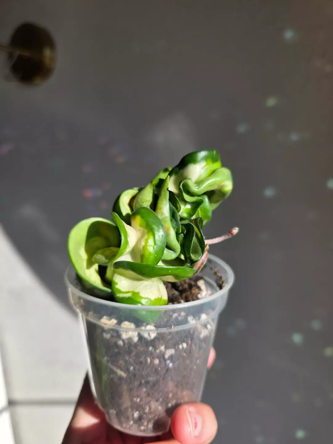 Hoya compacta mauna loa thumbnail