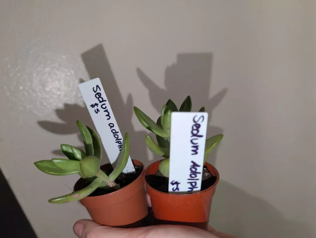 Sedum Adolphii thumbnail