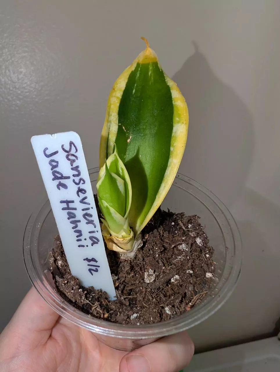 Sansevieria jade hahnii thumbnail