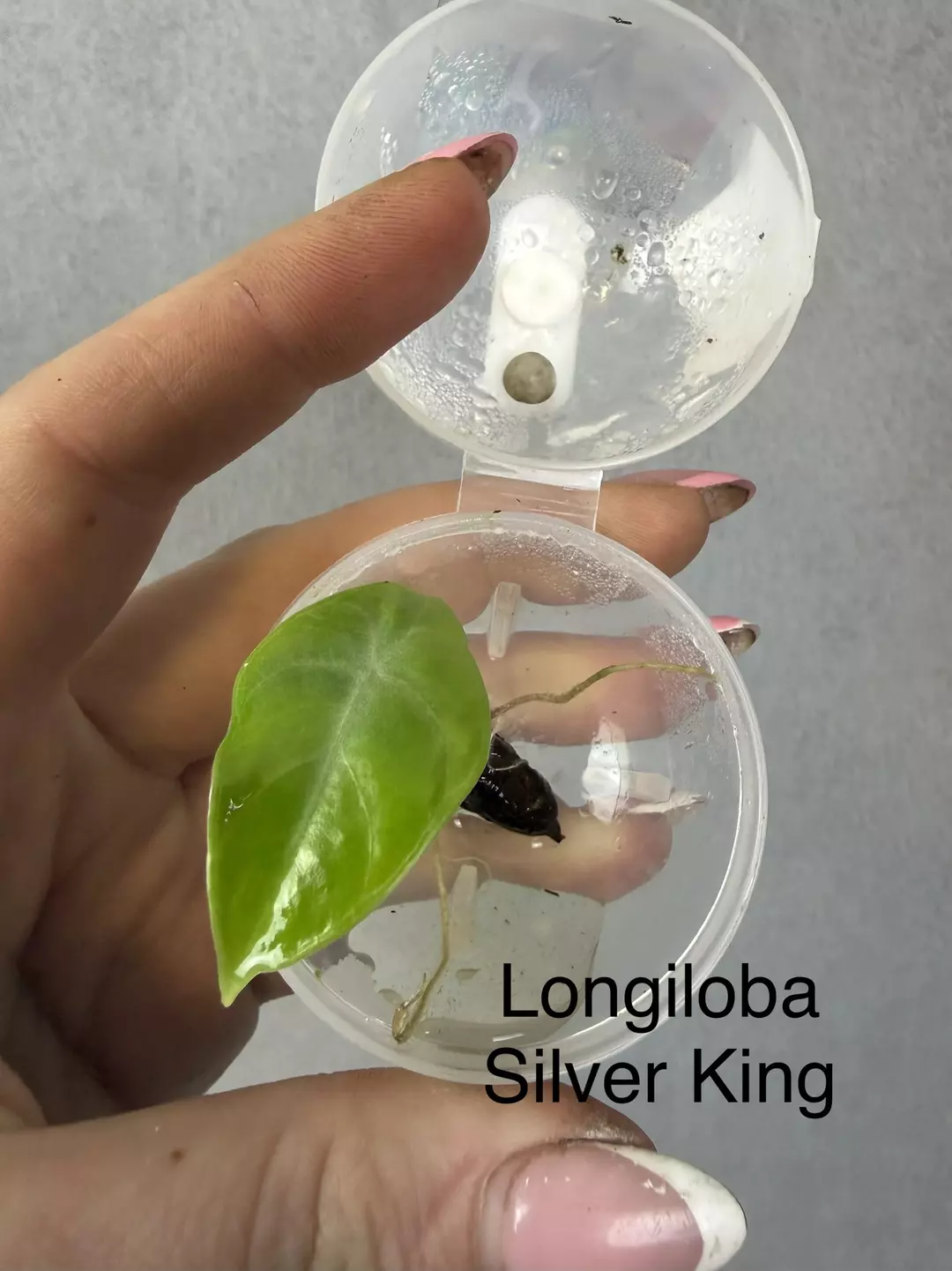 Alocasia Silver King (Longiloba x Bisma) pup thumbnail