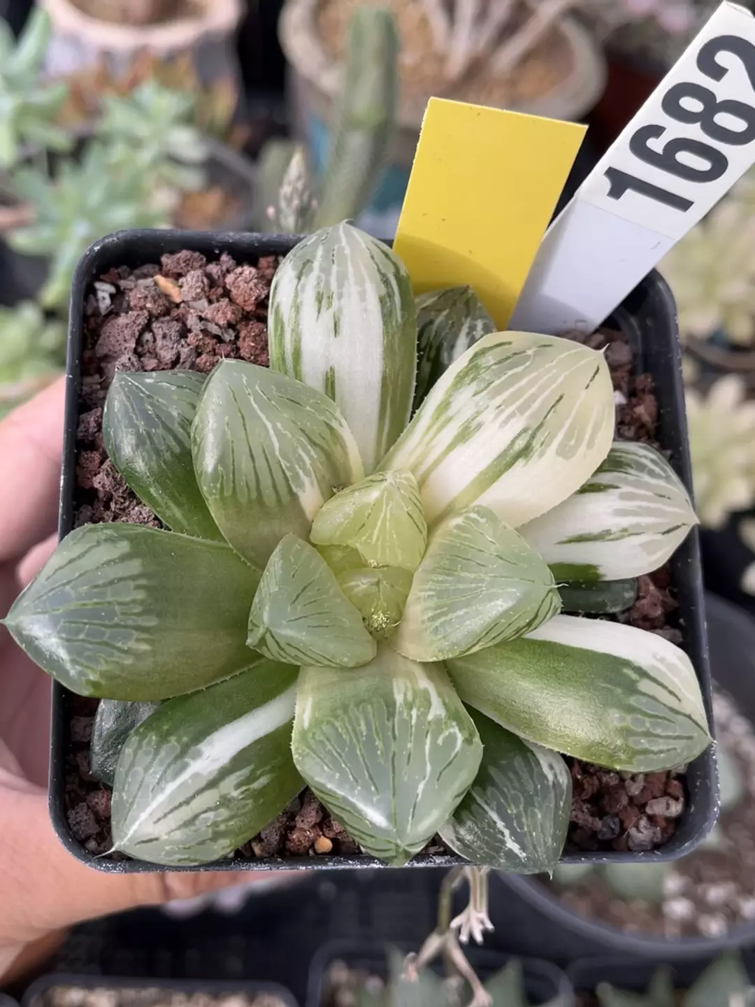 Haworthia variegated 1682 thumbnail