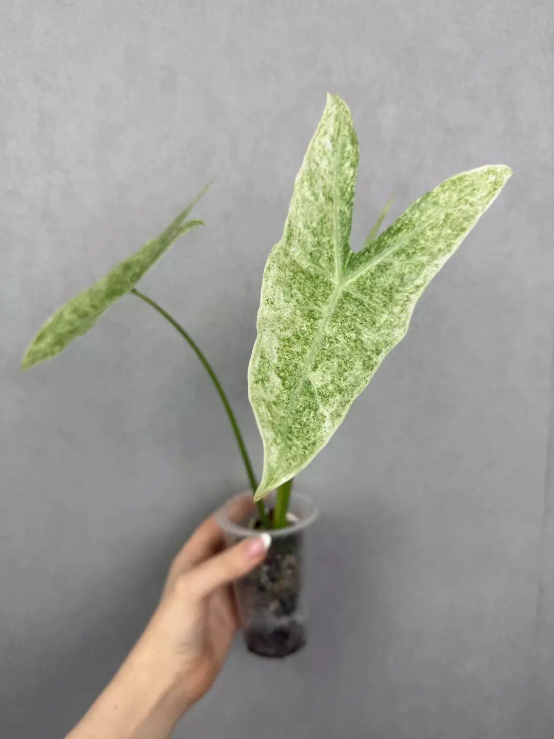 Alocasia Longiloba Mottled thumbnail