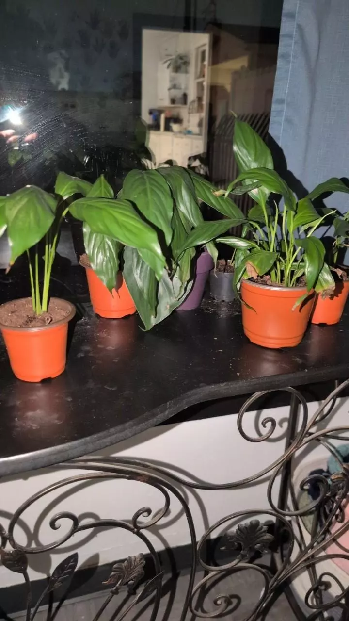 Rooted peace lilly starts thumbnail