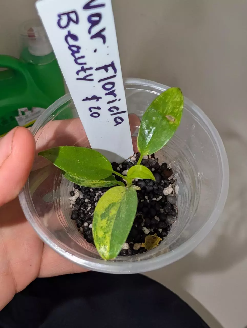 Var. Florida beauty thumbnail